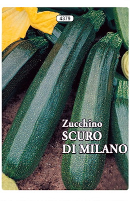 MEDIO-PRECOCE CILINDIRICO PIANTA NANA GROSSA