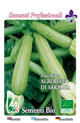 MEDIO-PRECOCE CILINDRICO CLAVATO PIANTA NANA