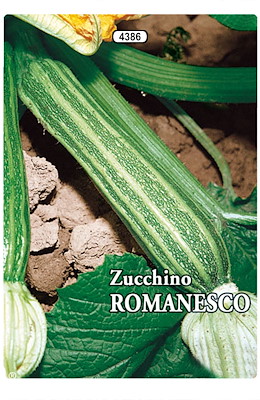 PRECOCE CILINDRICO PIANTA NANA GROSSA (CONSERVA FIORI MOLTO GRANDI)