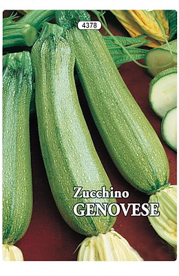 PRECOCE CILINDRICO PIANTA NANA GROSSA