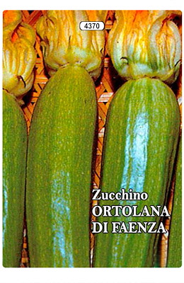 PRECOCE FORMA DI CLAVA PIANTA NANA PER ORTO FAMILIARE