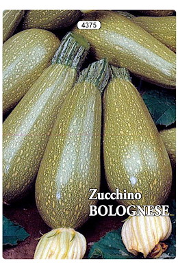 PRECOCE FORMA DI CLAVA PIANTA NANA